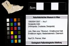 Foto (Objekt + Etiketten) von Decapoda indet. 